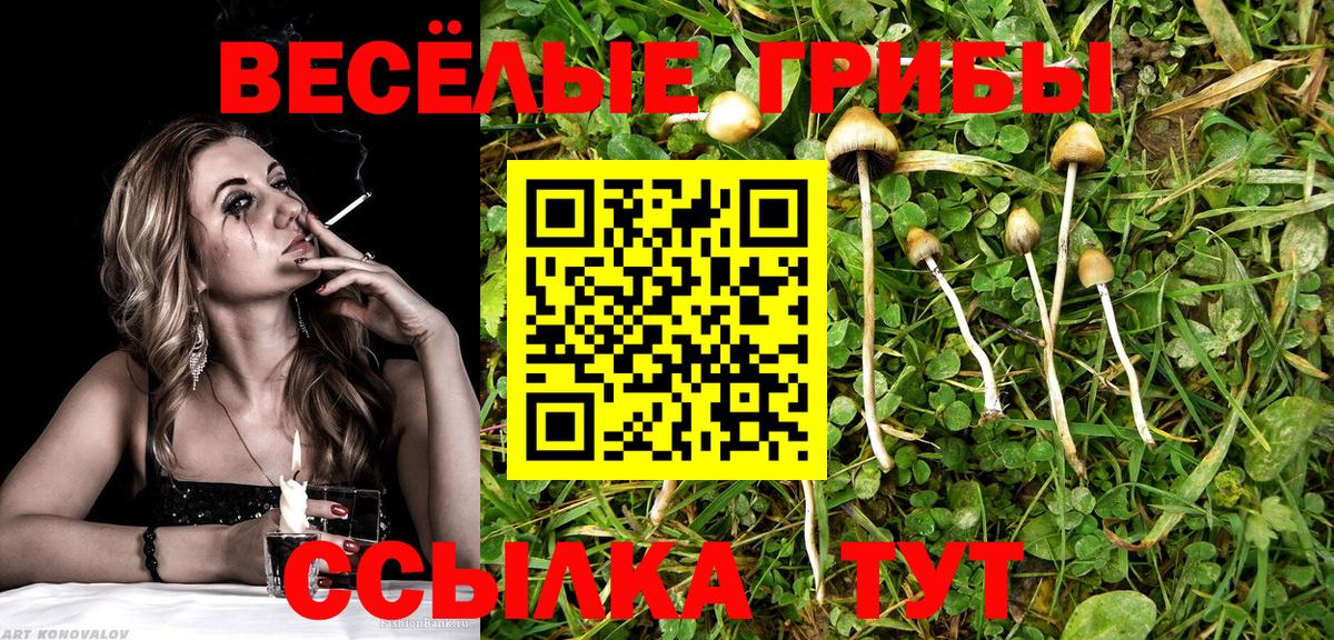Галлюциногенные грибы Psilocybine cubensis  Вход с VPN  Тольятти  купить  цена  Псилоцибиновые грибы мицелий 